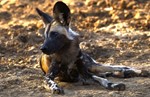 thumbnail of Dar El Salaam - Selous Game Reserve